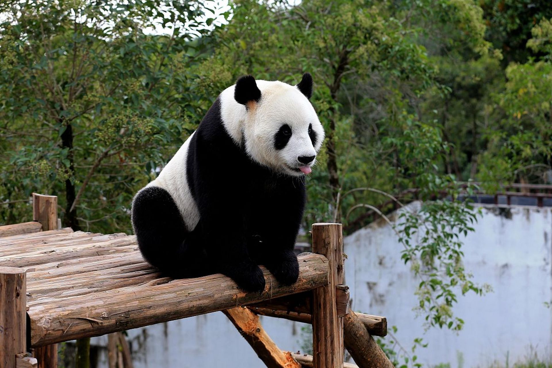 中国最大的动物园图片