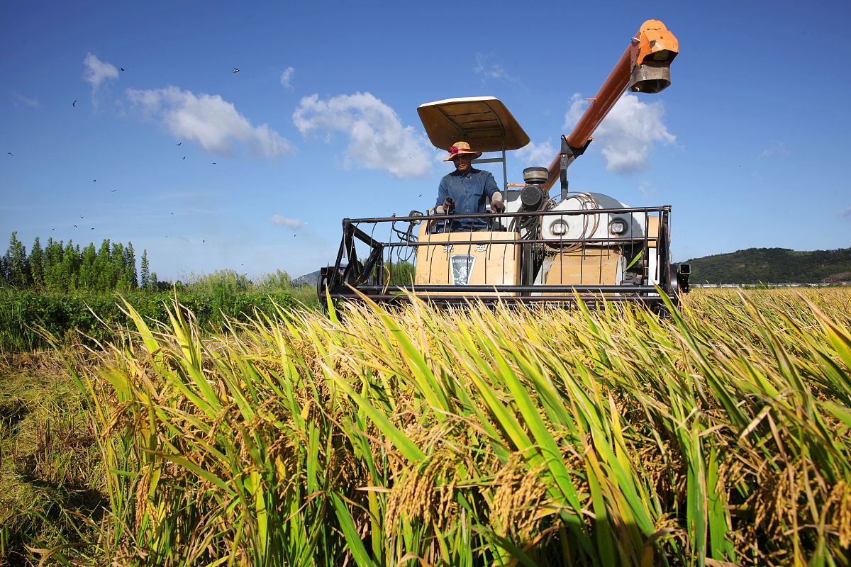 收稻谷 baijiahao.baidu.com