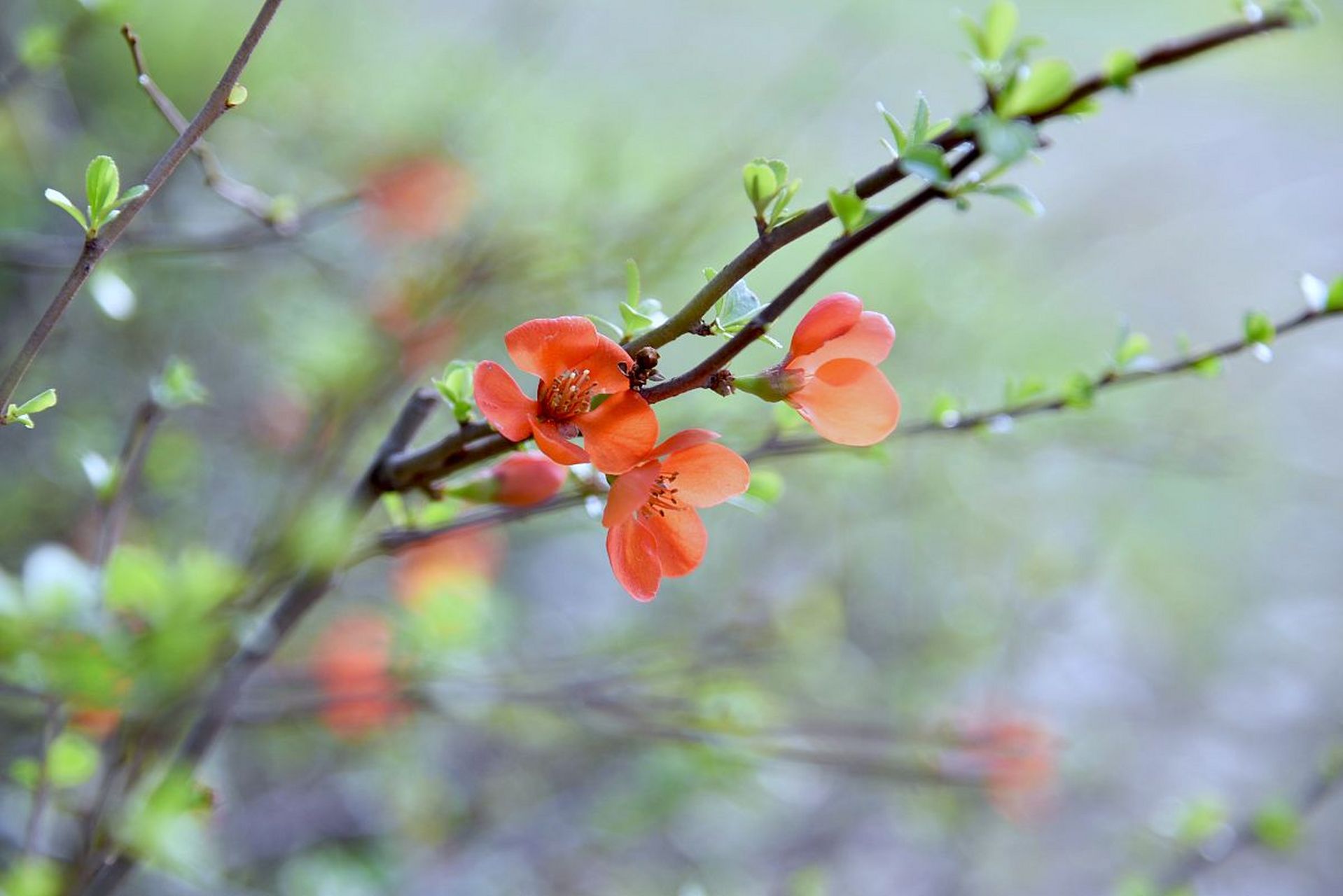 春天为一年之始,万物复苏,生机盎然!
