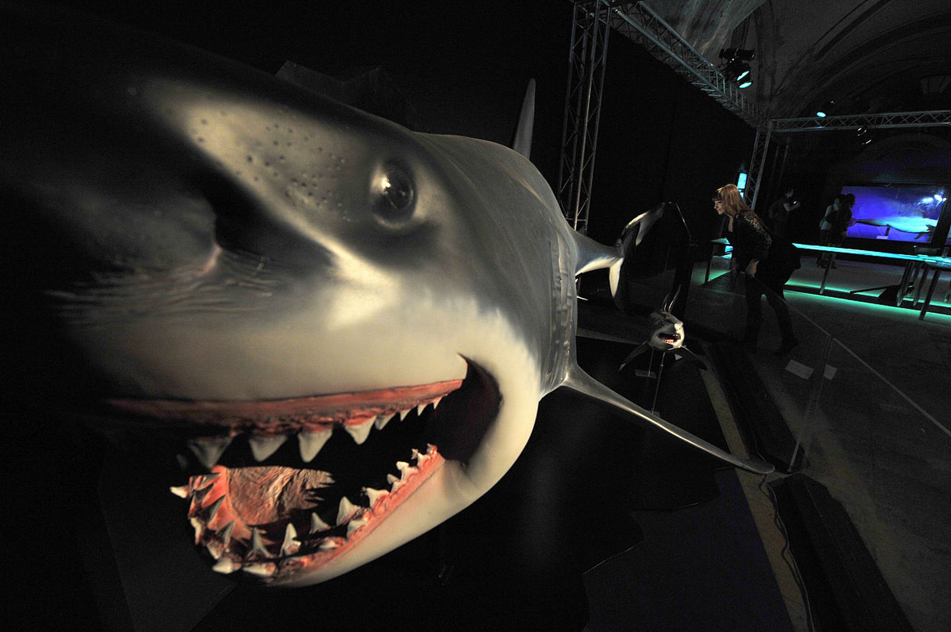 狂暴机械鲨鱼完整版