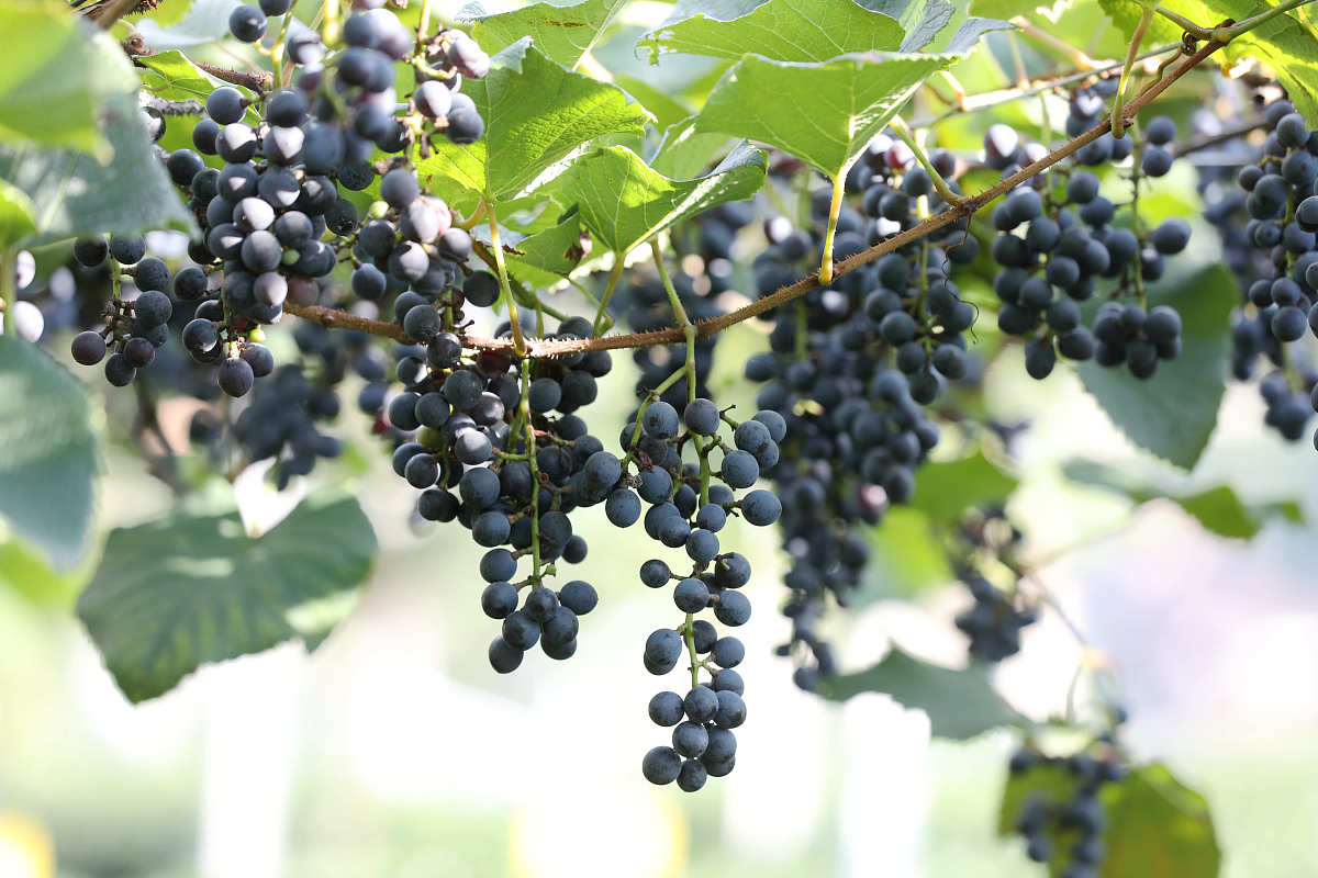 美味的野葡萄,吃过吗?