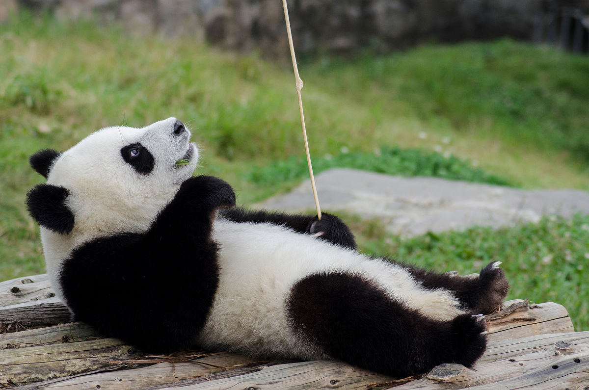 租熊猫,挣航母!