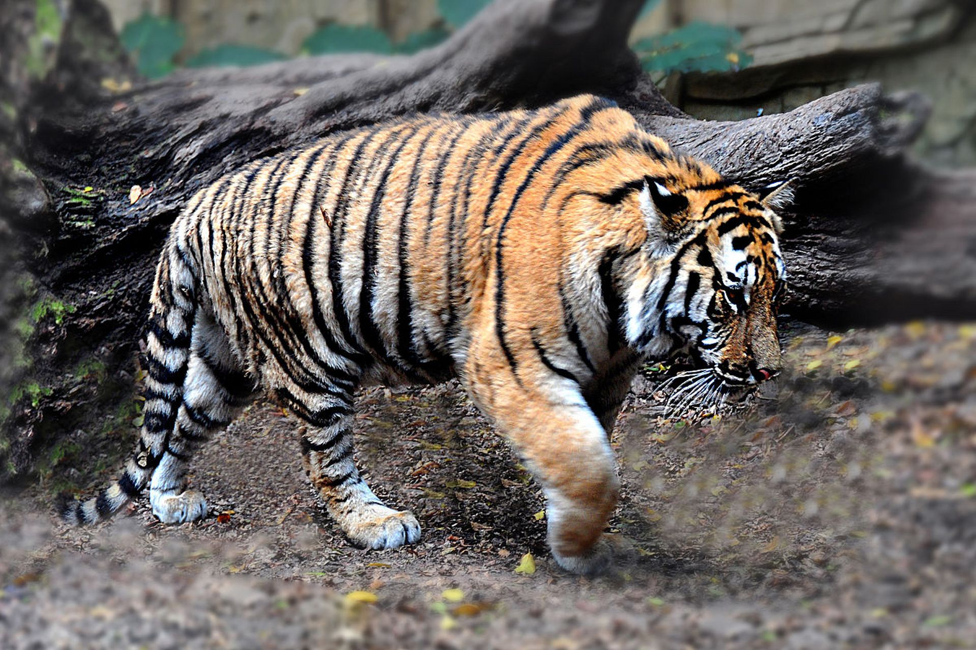 可爱的小老虎.#动物趣图