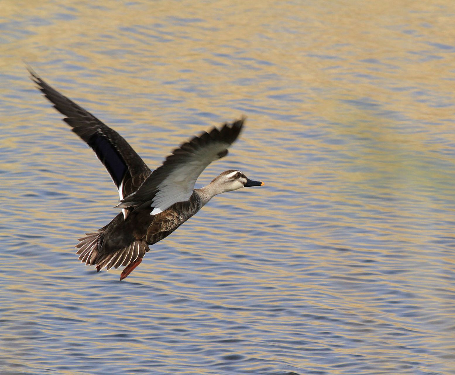 它们在蓝天碧水间飞翔,宛如一道道红色的闪电.