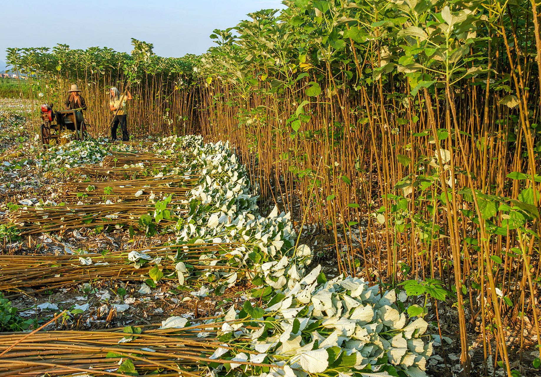 苎麻根一一具有凉血,止血,安胎,清热,解毒之功效