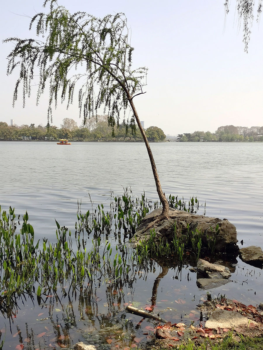 春风何处不相逢,烟柳吐露柳衣新倾国倾城牡丹花,无奈世人最爱风