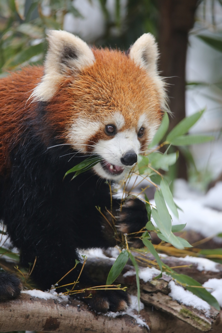 南京红山动物园的小熊猫们在雪地里玩耍,吸引了许多游客.