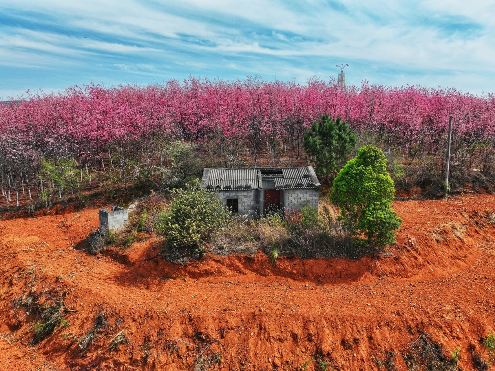 2024春,昆明宜良山后樱花谷火了!