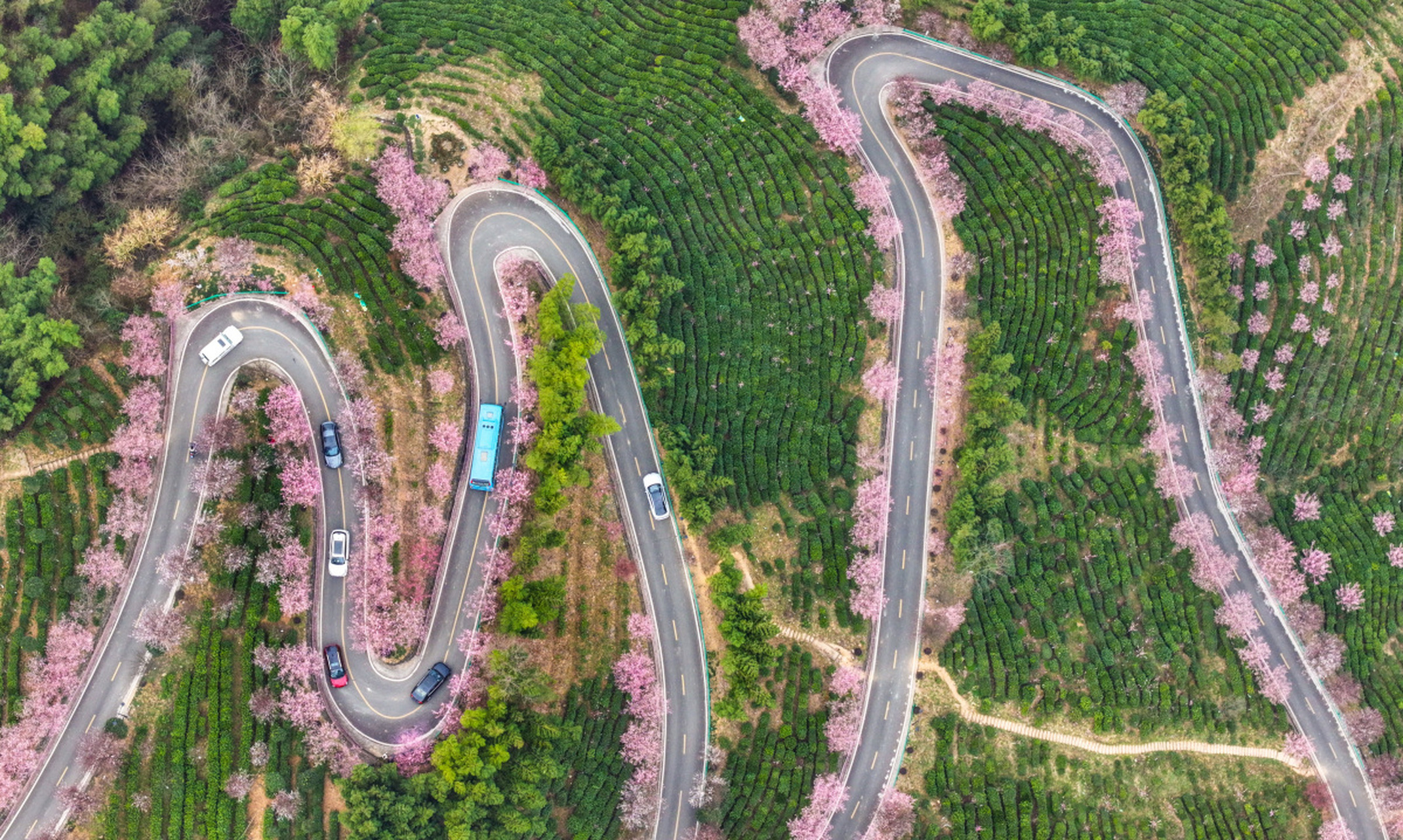2024年3月15日,陕西省安康市平利县长安镇洪福茶山的"之"字型道路两旁