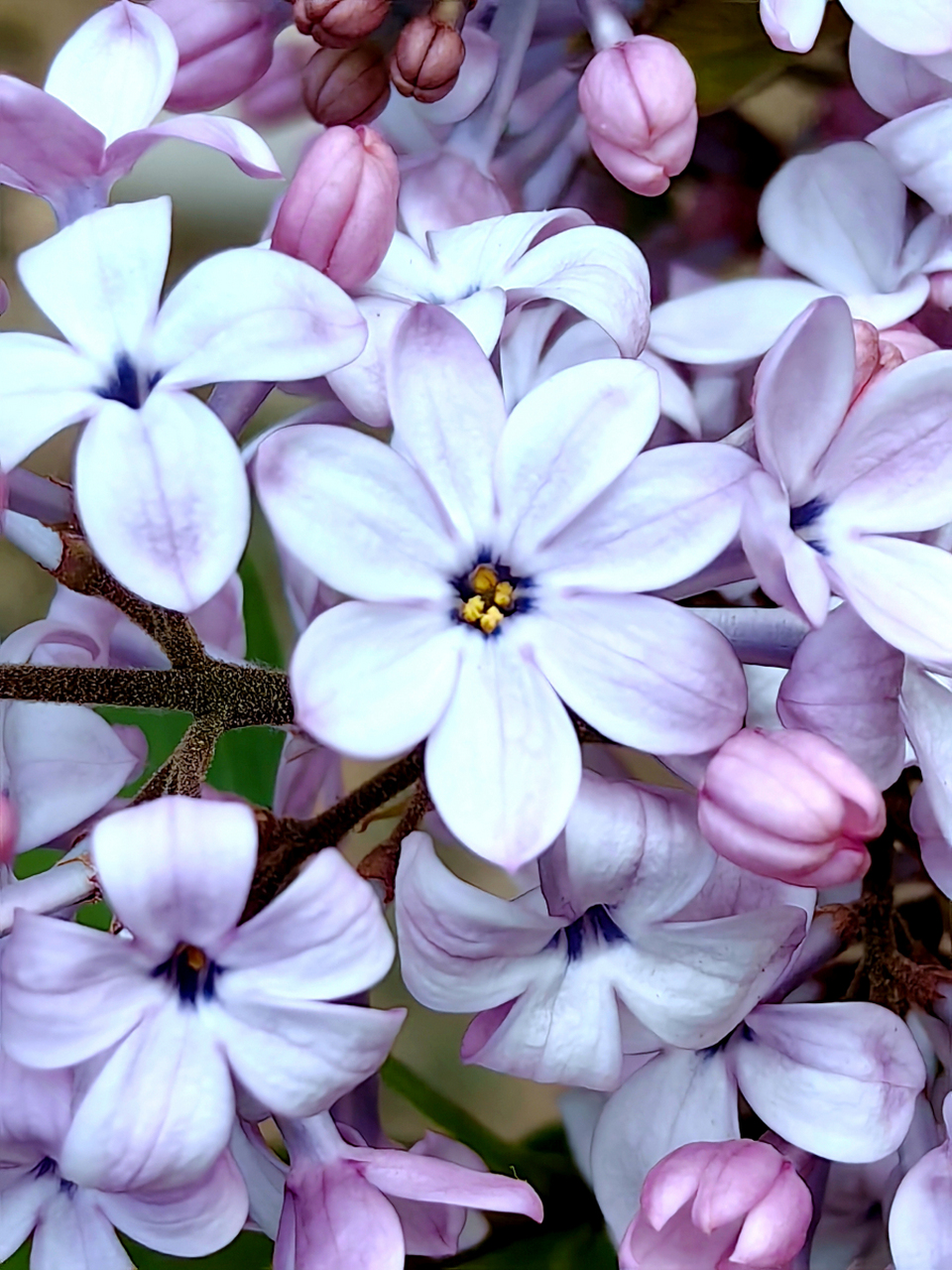 七瓣丁香花图片