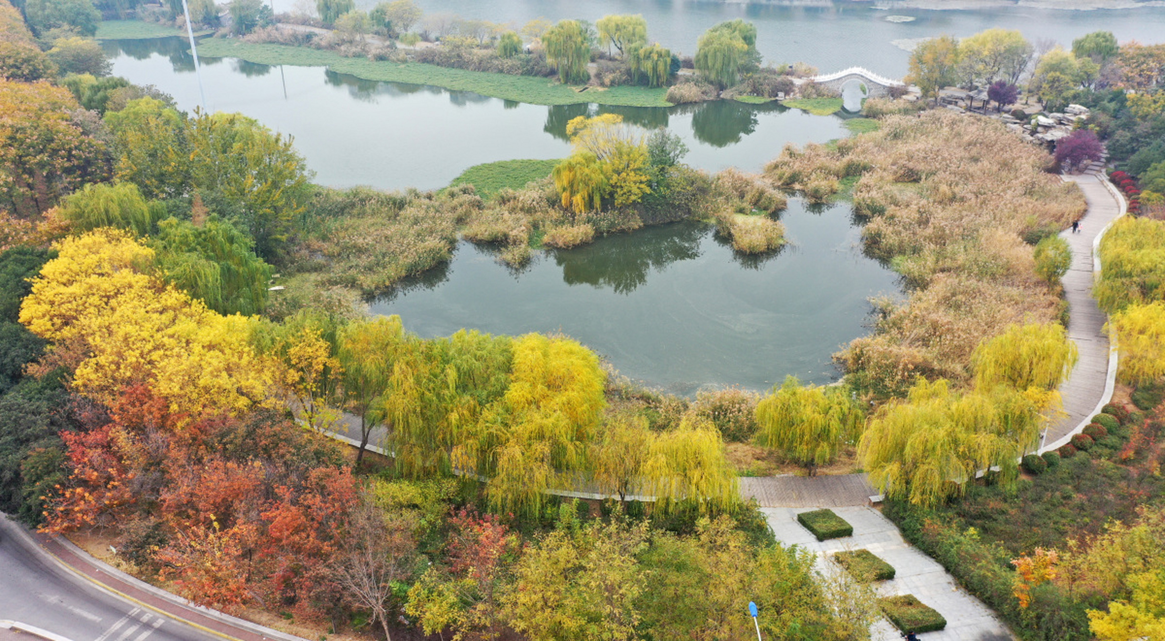 初冬的山东枣庄滕州市,荆河沿岸美景如画,柳叶由绿转黄,河水清澈,山水
