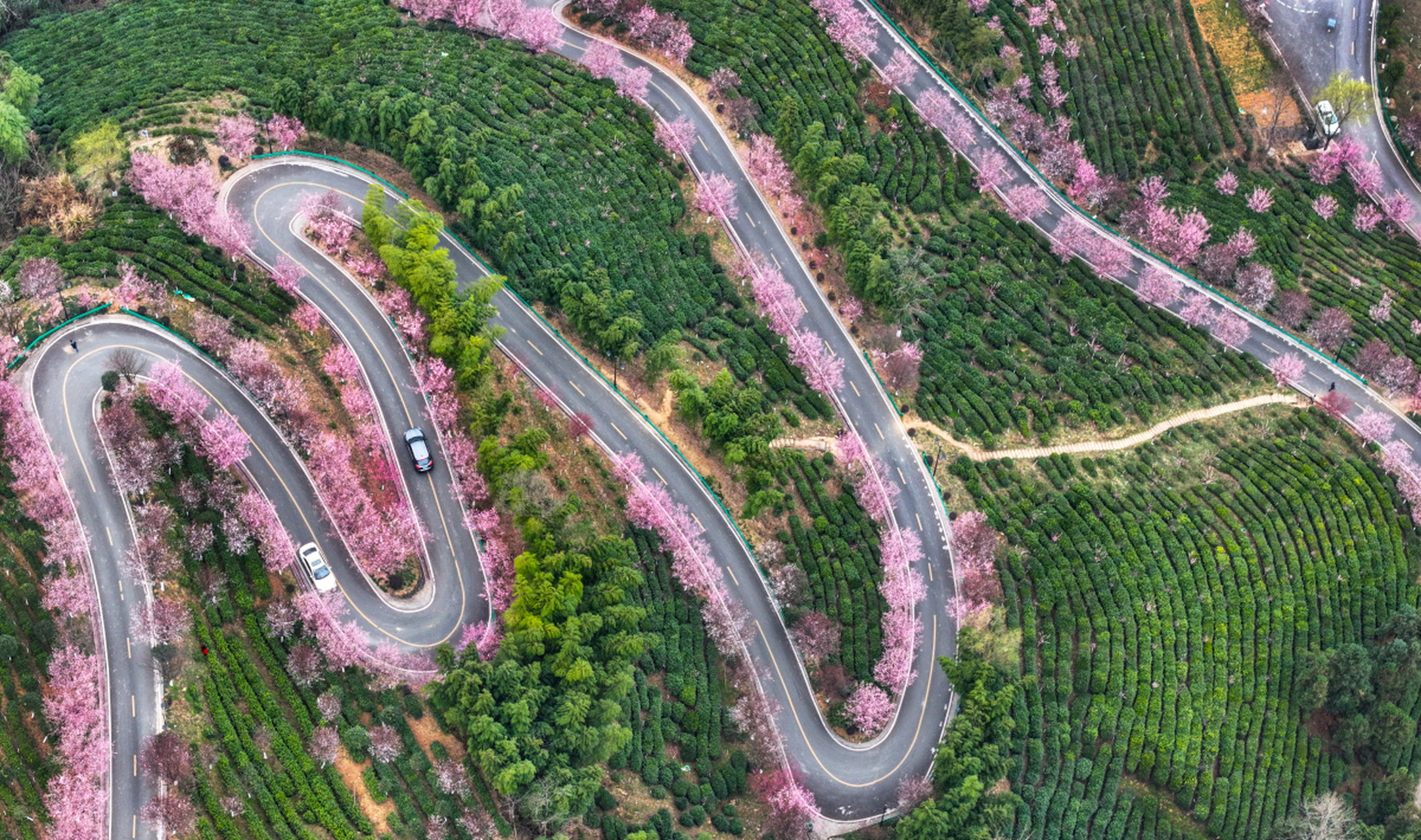 2024年3月15日,陕西省安康市平利县长安镇洪福茶山的"之"字型道路两旁