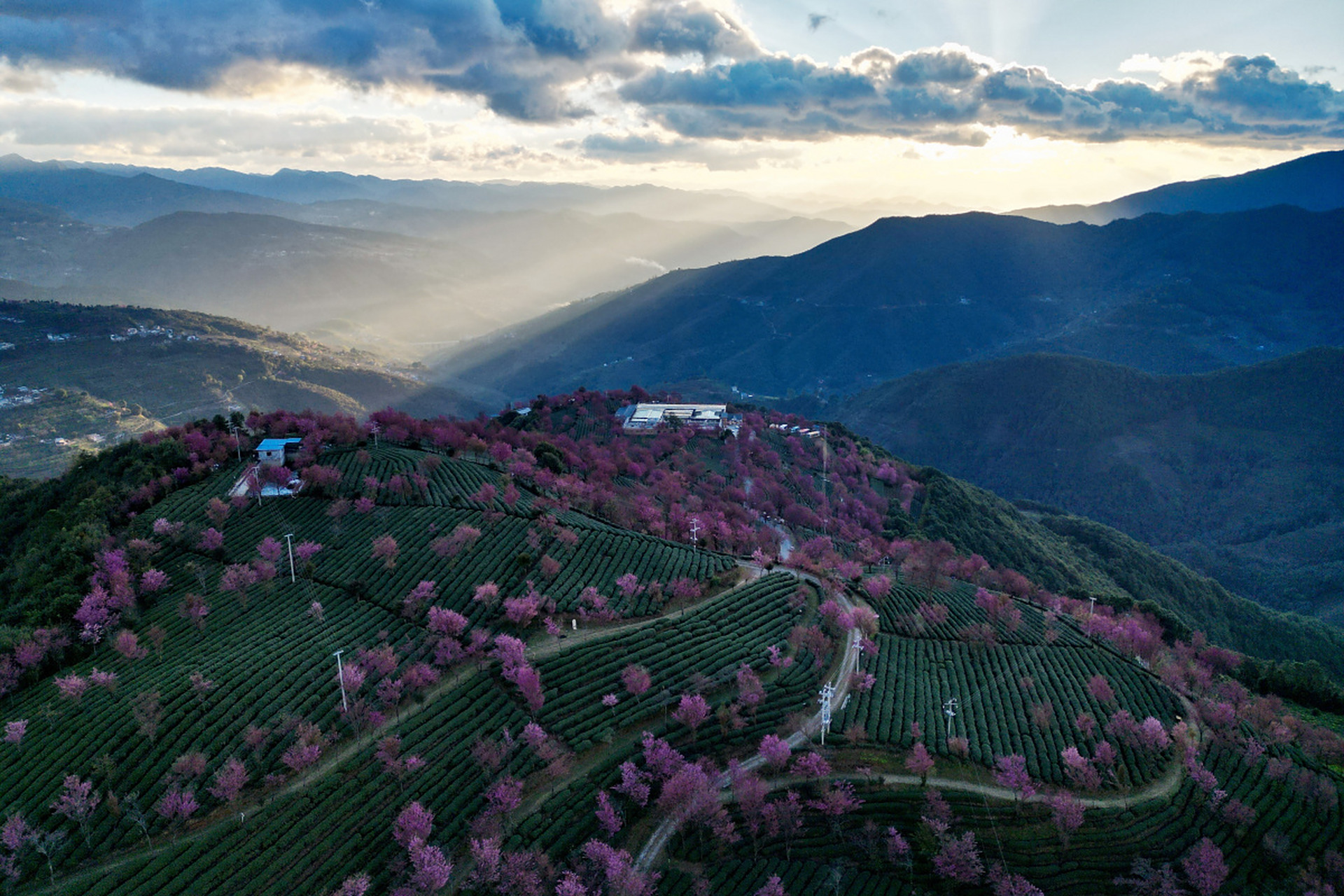 云南大理无量山樱花谷是集自然风光,文化底蕴,户外探险和美食体验于