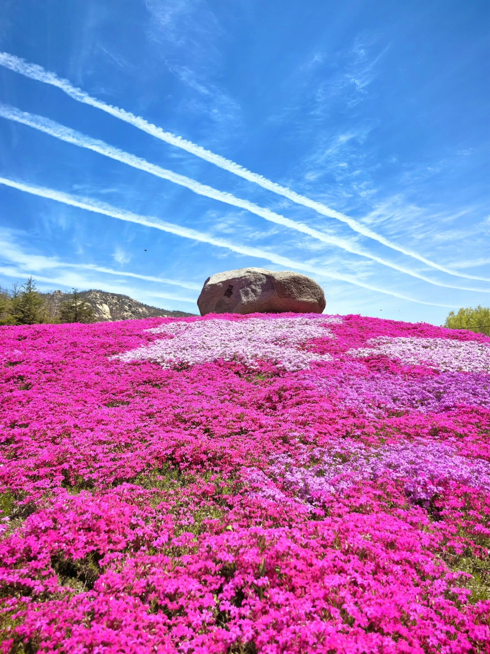 94204年山东威海文登区界石镇的晒字村,芝樱花园绚丽绽放!