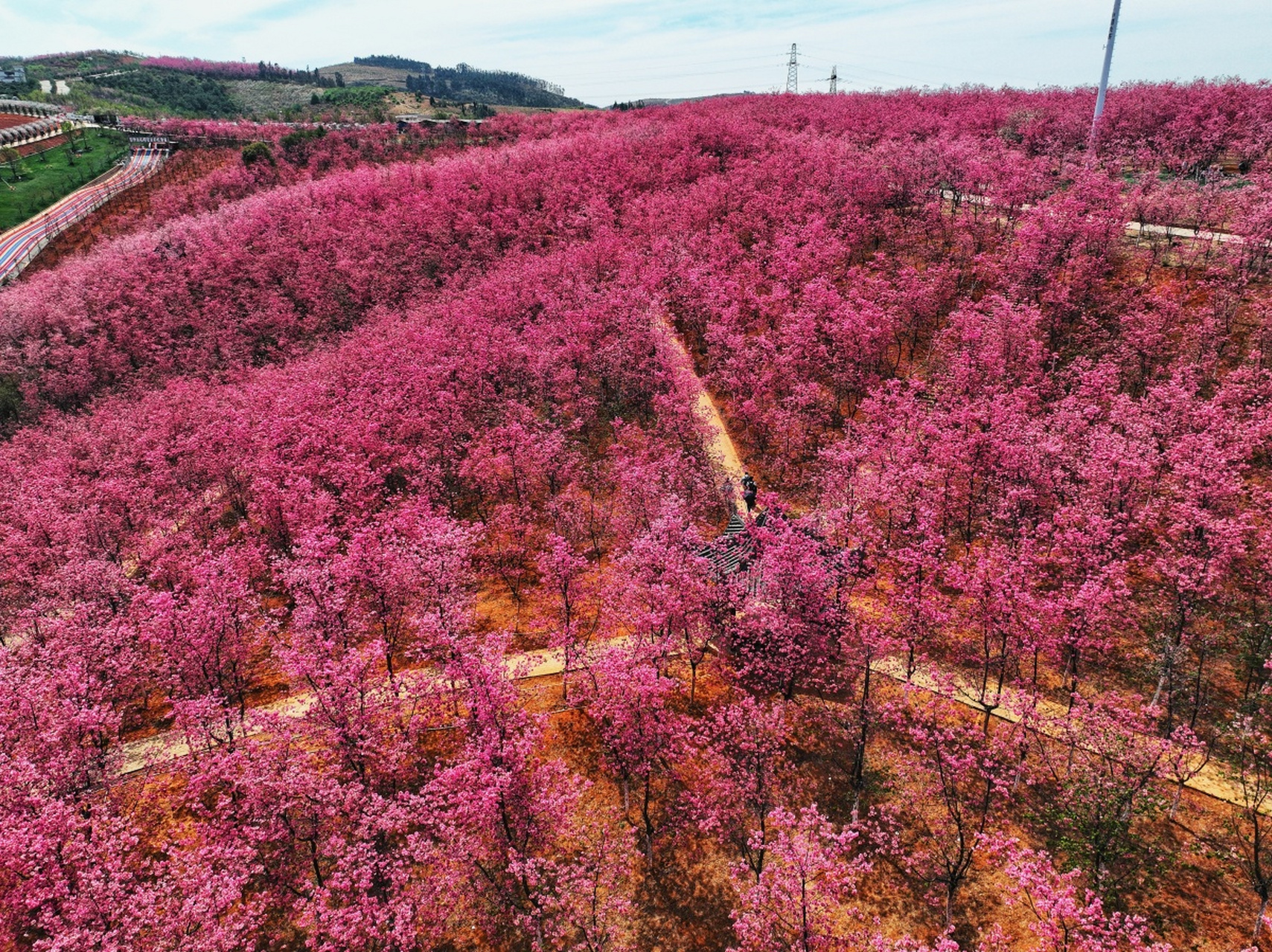 2024春,昆明宜良山后樱花谷火了!
