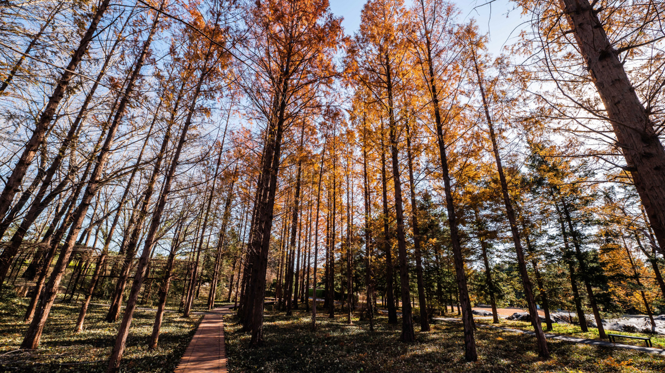 北京国家植物园南园的水杉树在秋天呈现出一片火红,为游客带来浓厚的